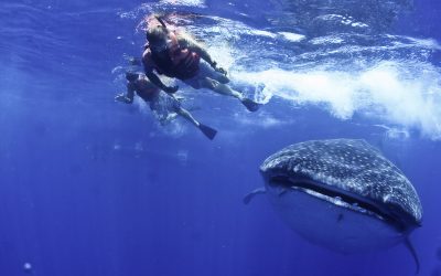 Requins baleines