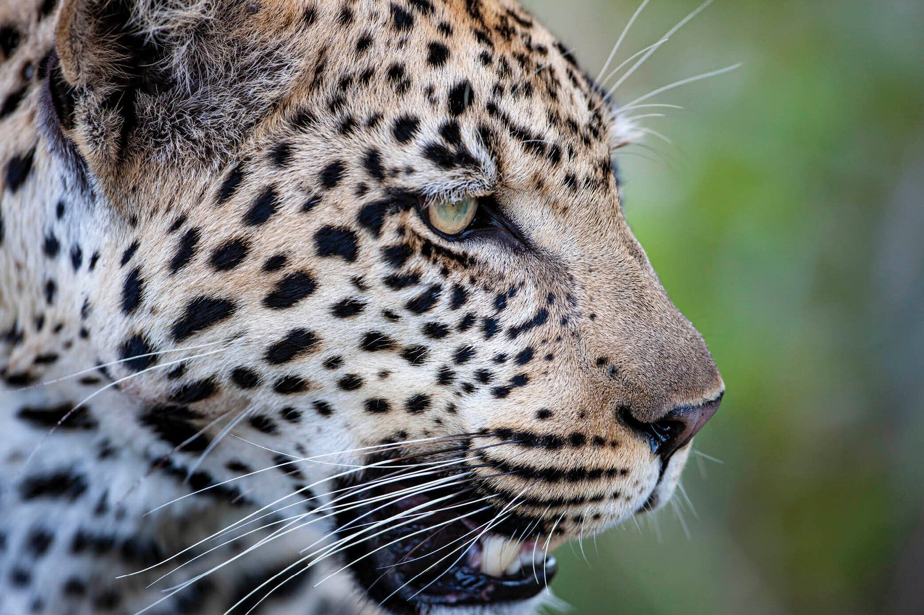 Wildaboutwilderness-Safari 2 léopard2