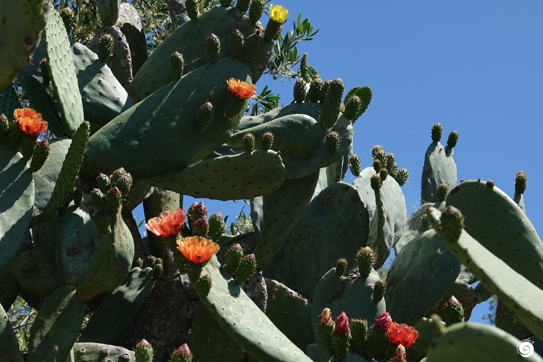 D'ou l'Envie de Voyager - Corfou - Cactus
